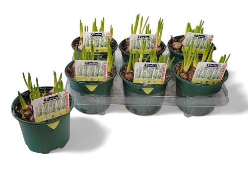 Мускарі Касабланка, артикул: 56945 Зображення товару Мускарі Касабланка, артикул: 56945