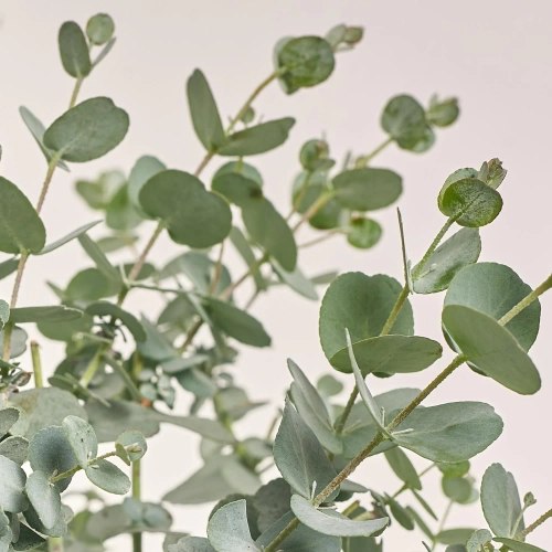 Зображення товару Евкаліпт Гунні, артикул: 43780