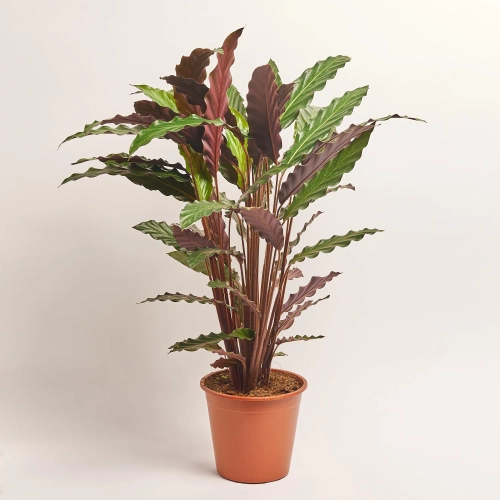 Зображення товару Калатея Руф, артикул: 52840