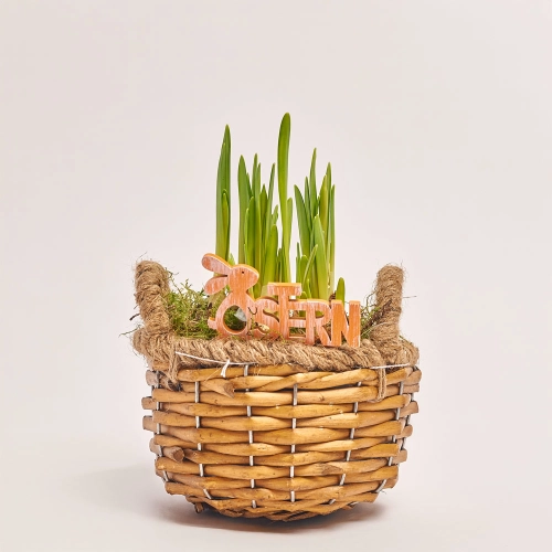 Композиція Нарцис у плет. корзині, артикул: 46582 Зображення товару Композиція Нарцис у плет. корзині, артикул: 46582