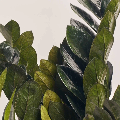 Зображення товару Заміокулькас Равен 10ст., артикул: 54949