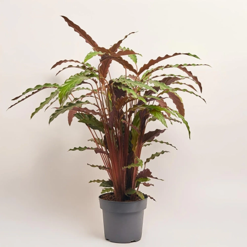 Калатея Руф, артикул: 52615 Зображення товару Калатея Руф, артикул: 52615