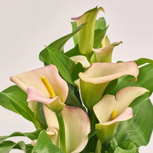 Зображення товару Зантедескія мікс, артикул: 34092