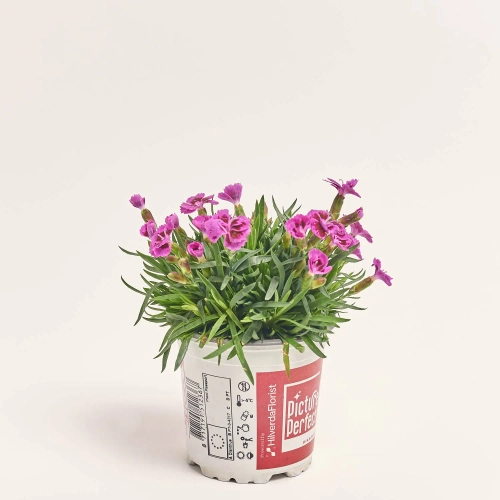 Діантус Пікчер Перфект, артикул: 56988 Зображення товару Діантус Пікчер Перфект, артикул: 56988