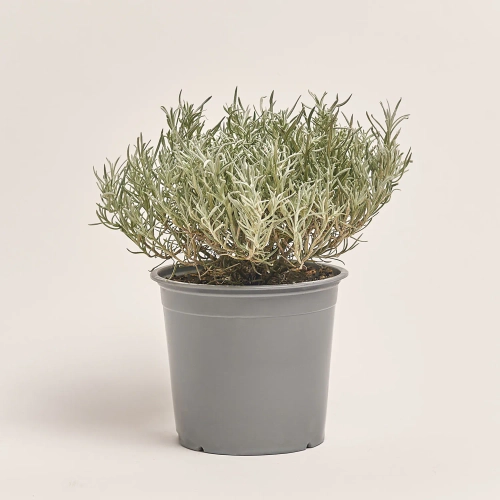 Зображення товару Мікс пряних трав, артикул: 4548