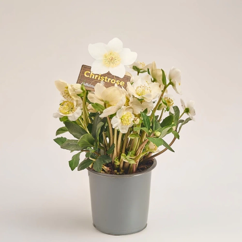 Зображення товару Хелеборус Нігер Вінтергроу, артикул: 53691