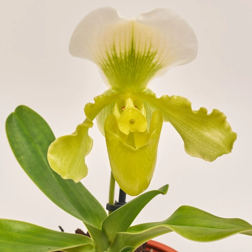 Зображення товару Пафіопеділум Америка, артикул: 32517