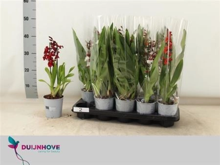 Камбрія мікс 2ст., артикул: 31664 Зображення товару Камбрія мікс 2ст., артикул: 31664