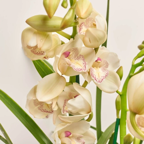 Цимбідіум мікс 4ст., артикул: 21864 Зображення товару Цимбідіум мікс 4ст., артикул: 21864