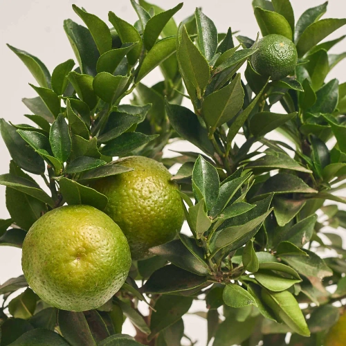 Цитрофортунелла Чінотто мандарин, артикул: 53911 Зображення товару Цитрофортунелла Чінотто мандарин, артикул: 53911