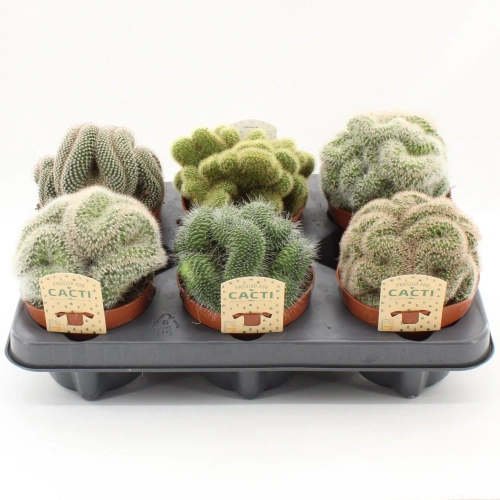 Зображення товару Мамілярія мікс, артикул: 56941