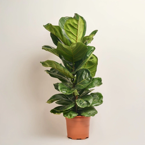 Фікус Лірата 1ст., артикул: 52992 Зображення товару Фікус Лірата 1ст., артикул: 52992