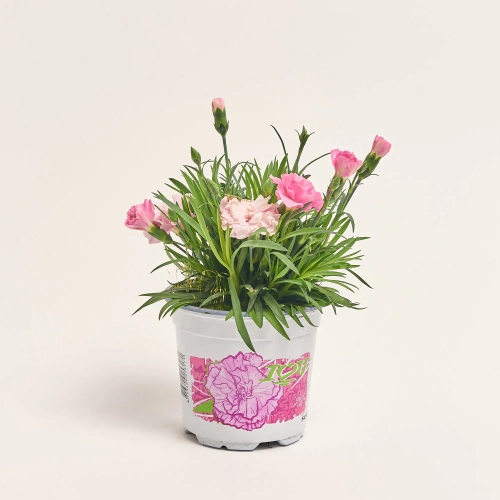 Діантус Ай Лав Ю, артикул: 45656 Зображення товару Діантус Ай Лав Ю, артикул: 45656