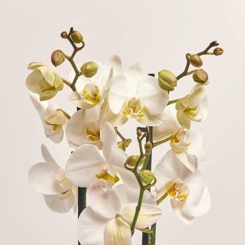 Фаленопсис 2ст. Мімесіс мікс, артикул: 33021 Зображення товару Фаленопсис 2ст. Мімесіс мікс, артикул: 33021