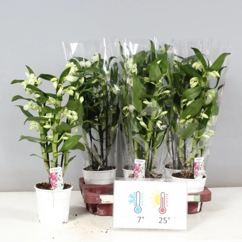 Зображення товару Дендробіум Аполлон 3ст., артикул: 56223