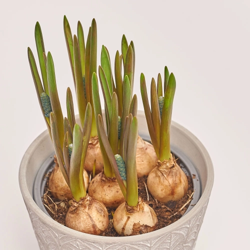 Мускарі в кер., артикул: 45485 Зображення товару Мускарі в кер., артикул: 45485