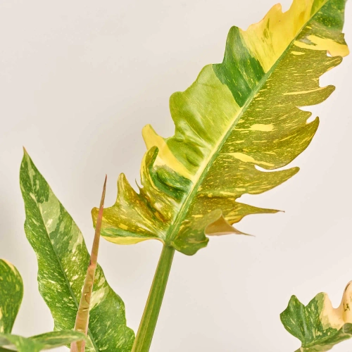 Зображення товару Філодендрон Рінг Фаєр, артикул: 51829