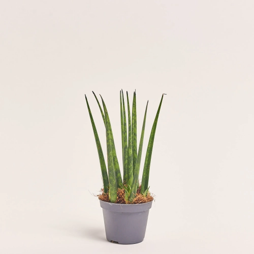 Зображення товару Сансевієрія Фернвуд, артикул: 57162