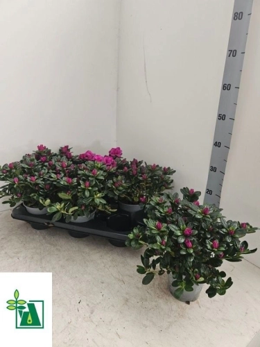 Зображення товару Азалія Осталет, артикул: 57156