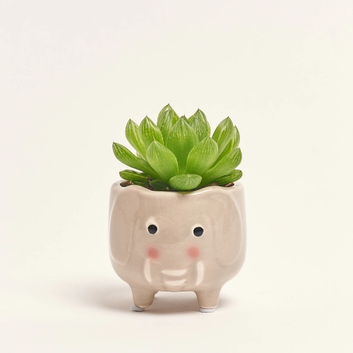 Зображення товару Сукулент мікс "Звірятка" в кер., артикул: 49656