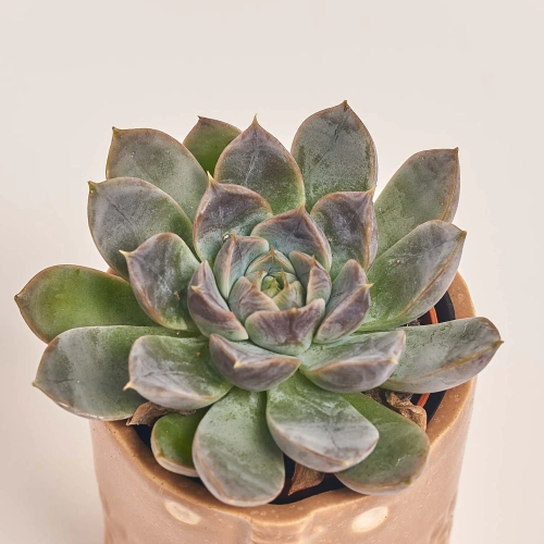 Зображення товару Сукулент мікс в кер., артикул: 30451