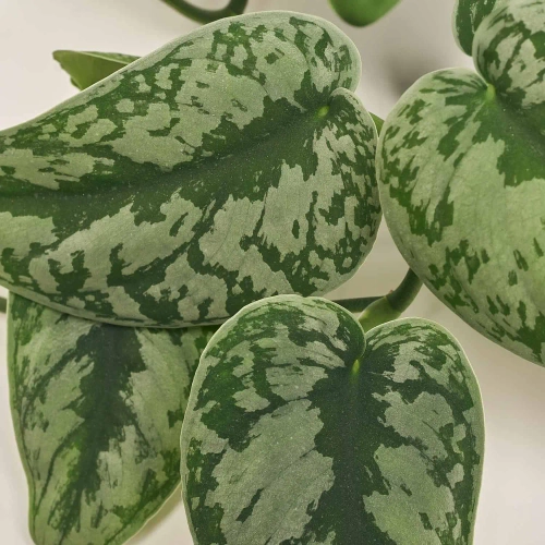 Зображення товару Сциндапсус Піктус Требі Хенг, артикул: 50239