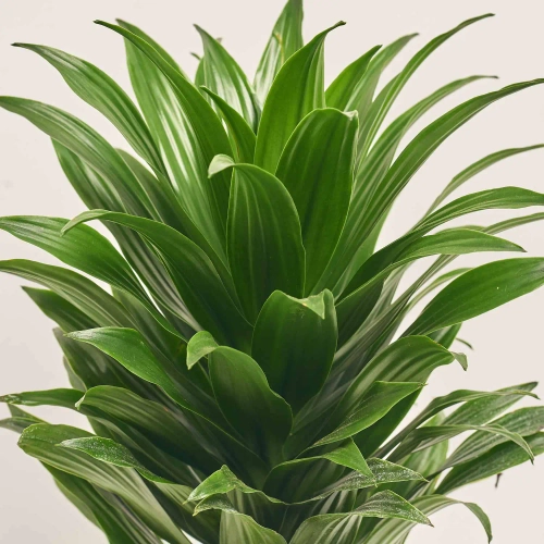 Зображення товару Драцена Фраг Компакта 1ст., артикул: 2388