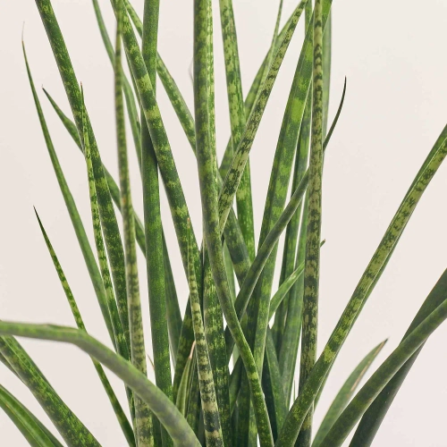 Зображення товару Сансевієрія Фернвуд, артикул: 57615