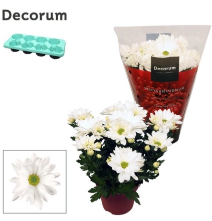 Зображення товару Хризантема Маргаріта, артикул: 56284