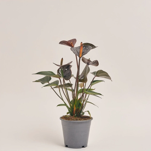 Зображення товару Антуріум Блек Лав, артикул: 19136