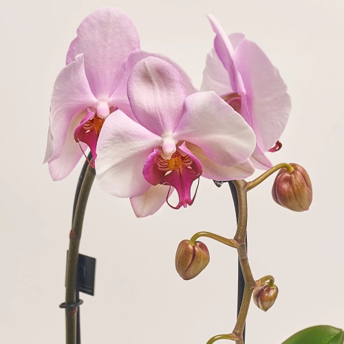 Зображення товару Фаленопсис каскад 1ст. Decorum мікс, артикул: 53106