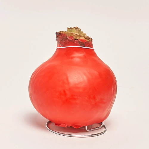 Амариліс мікс у воску, артикул: 31789 Зображення товару Амариліс мікс у воску, артикул: 31789