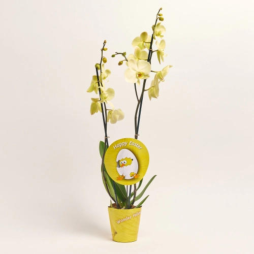 Фаленопсис фарб. 2ст. жовтий, артикул: 56724 Зображення товару Фаленопсис фарб. 2ст. жовтий, артикул: 56724
