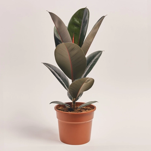 Фікус ел Абіджан 1ст., артикул: 41568 Зображення товару Фікус ел Абіджан 1ст., артикул: 41568