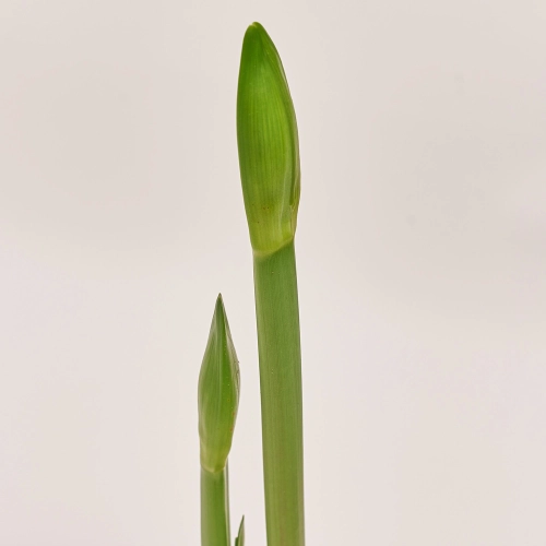 Амариліс мікс, артикул: 43406 Зображення товару Амариліс мікс, артикул: 43406