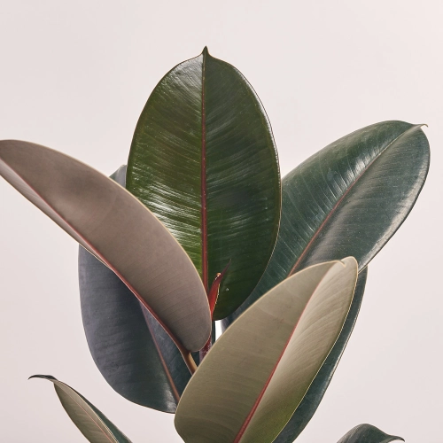 Фікус ел Абіджан, артикул: 44281 Зображення товару Фікус ел Абіджан, артикул: 44281