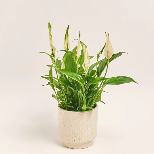 Спатифіллум Шопен в кер., артикул: 52478 Зображення товару Спатифіллум Шопен в кер., артикул: 52478