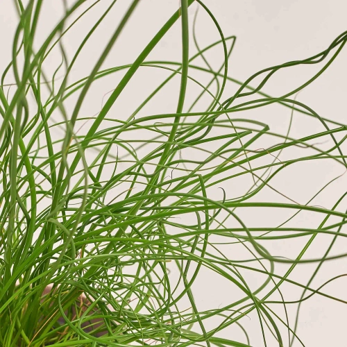 Юнкус Спіраліс та Кашпо Сет 342, артикул: 53737 Зображення товару Юнкус Спіраліс та Кашпо Сет 342, артикул: 53737