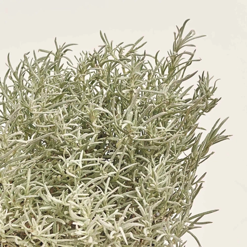 Зображення товару Мікс пряних трав, артикул: 4548