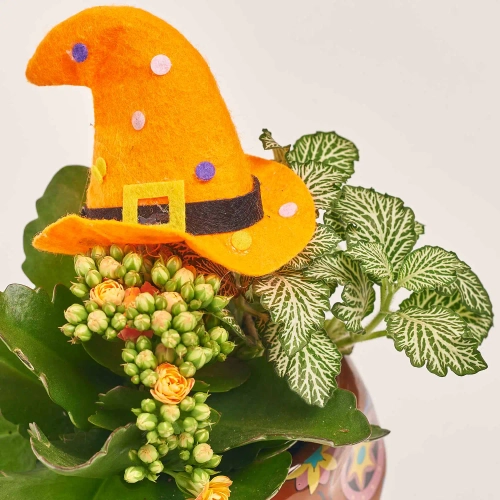 Зображення товару Каланхоє "Хелловін" мікс в кер., артикул: 52839