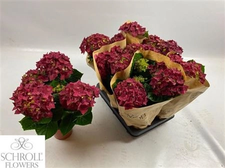 Зображення товару Гортензія червона 4ст., артикул: 36583