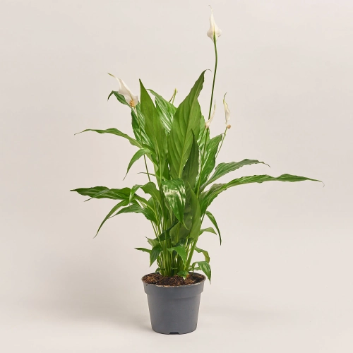 Спатифіллум Світ Чіко, артикул: 2285 Зображення товару Спатифіллум Світ Чіко, артикул: 2285