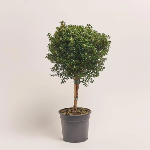 Зображення товару Мірт Коммуніс штамбовий, артикул: 21128