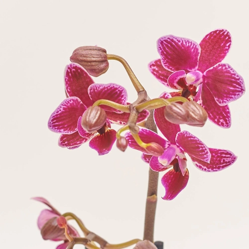 Зображення товару Фаленопсис міні мікс в кер. 2ст., артикул: 1322