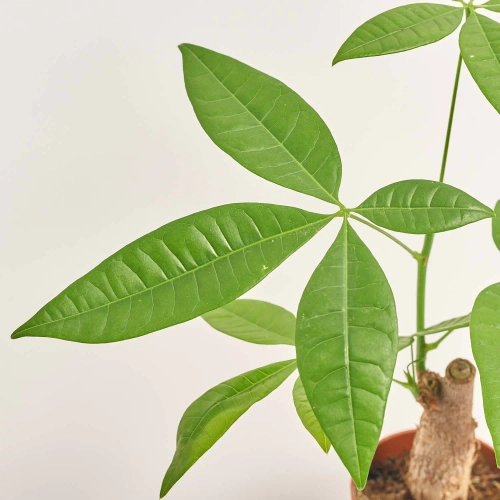 Пахіра Акватіка, артикул: 56853 Зображення товару Пахіра Акватіка, артикул: 56853