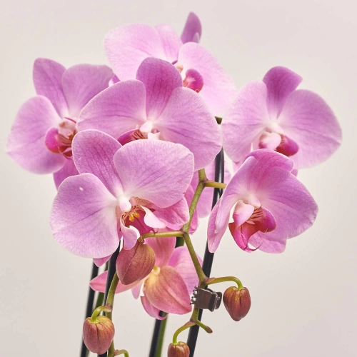 Зображення товару Фаленопсис каскад 2ст. мікс, артикул: 18513