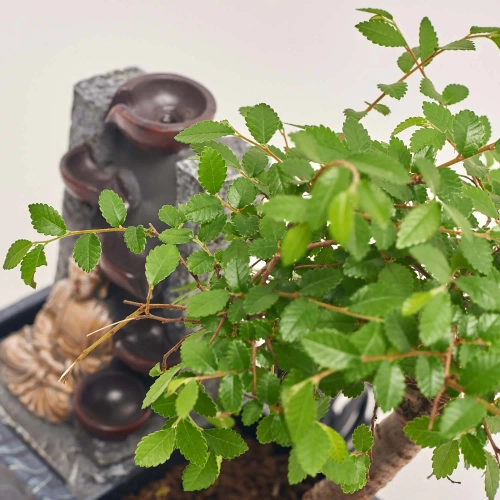 Бонсай в кер., артикул: 56846 Зображення товару Бонсай в кер., артикул: 56846