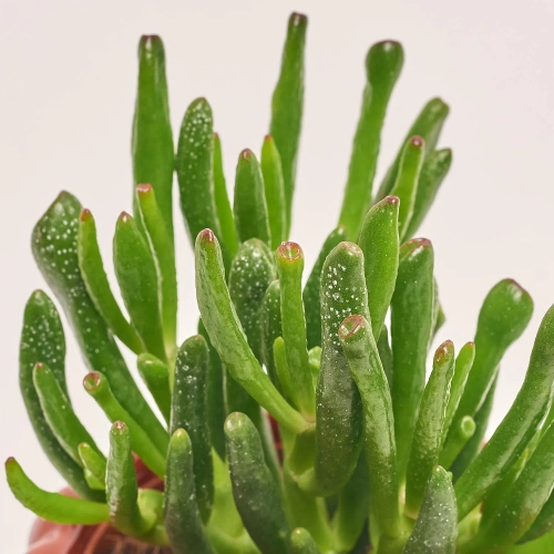 Зображення товару Сукулент мікс "Малинка", артикул: 37157