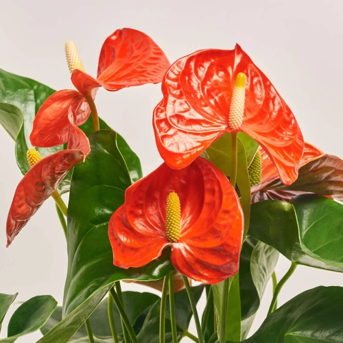 Зображення товару Антуріум Флоріда, артикул: 54985