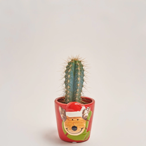Зображення товару Кактус "Новорічний мікс" в кер., артикул: 53597